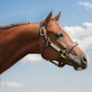 Meet your Posher, Sue